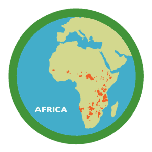 Learn About African Lions | Phoenix Zoo