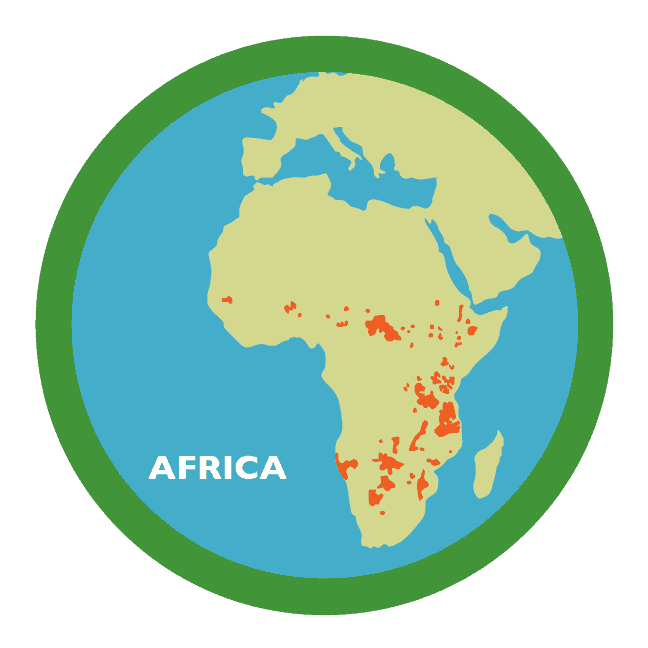 African Lion Map