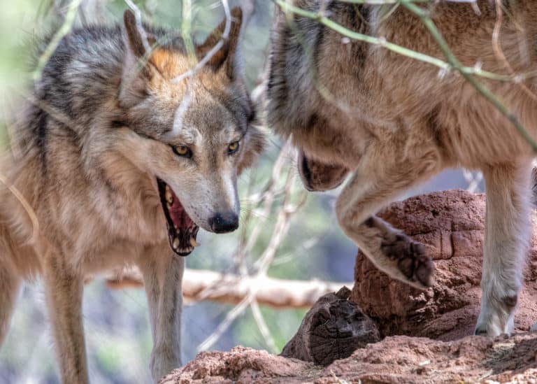 Mexican Gray Wolf