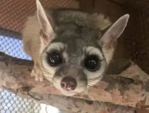 Ringtail