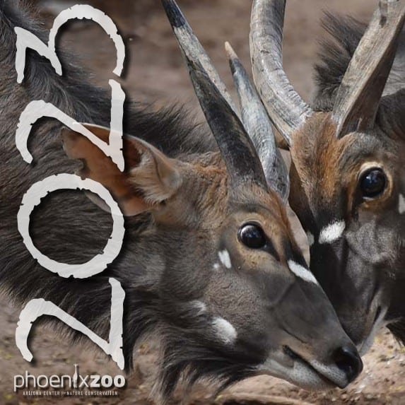 Phonex Zoo Volunteer Calendar