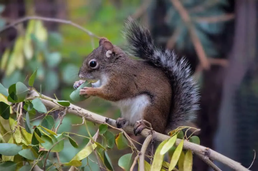 Mount Graham Red Squirrel