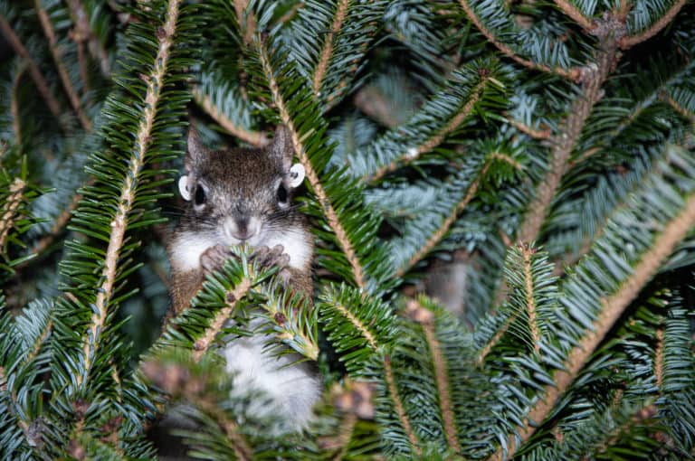 Mount Graham Red Squirrels and Christmas Trees