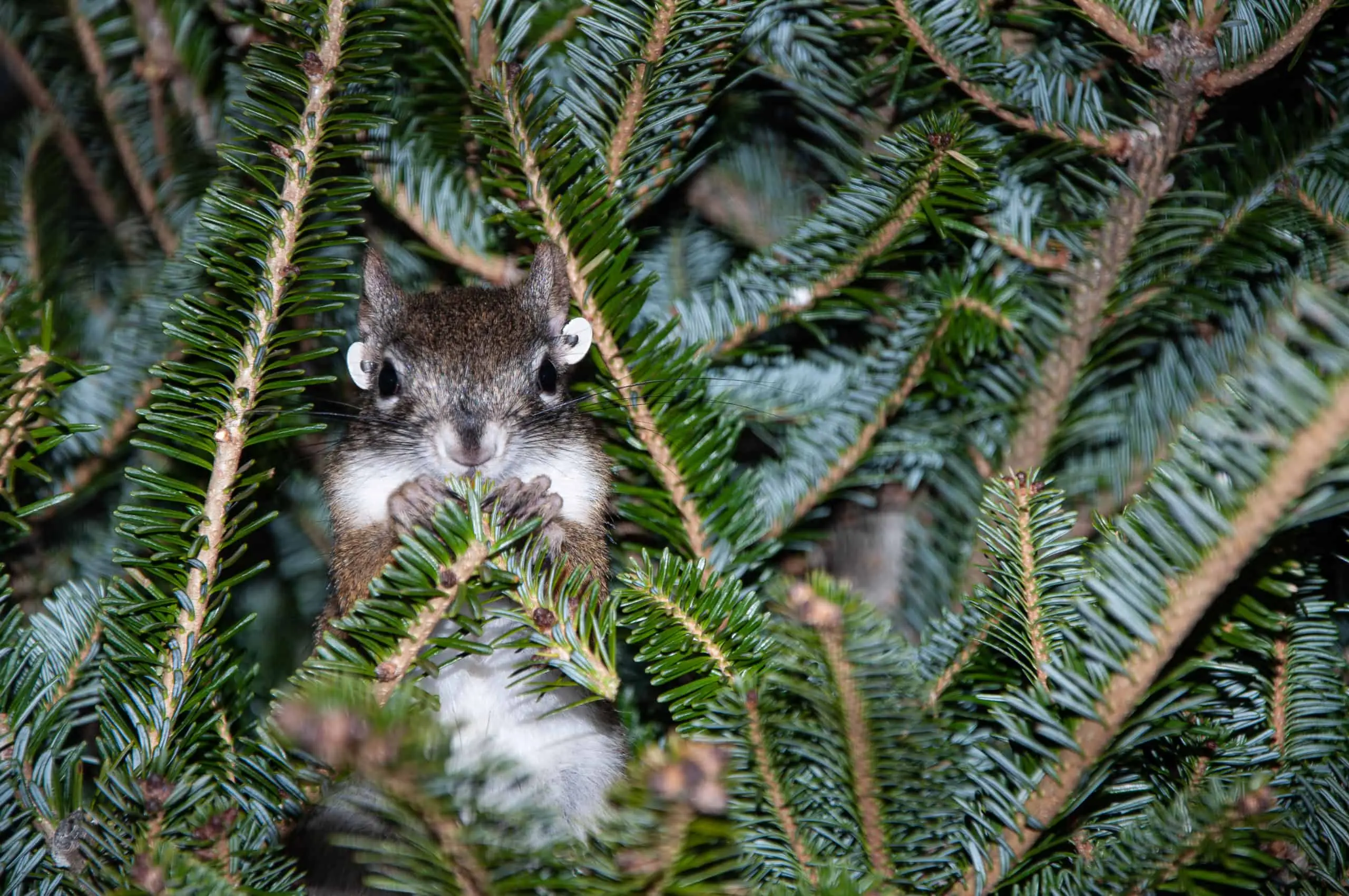 Mount Graham Red Squirrels and Christmas Trees Phoenix Zoo