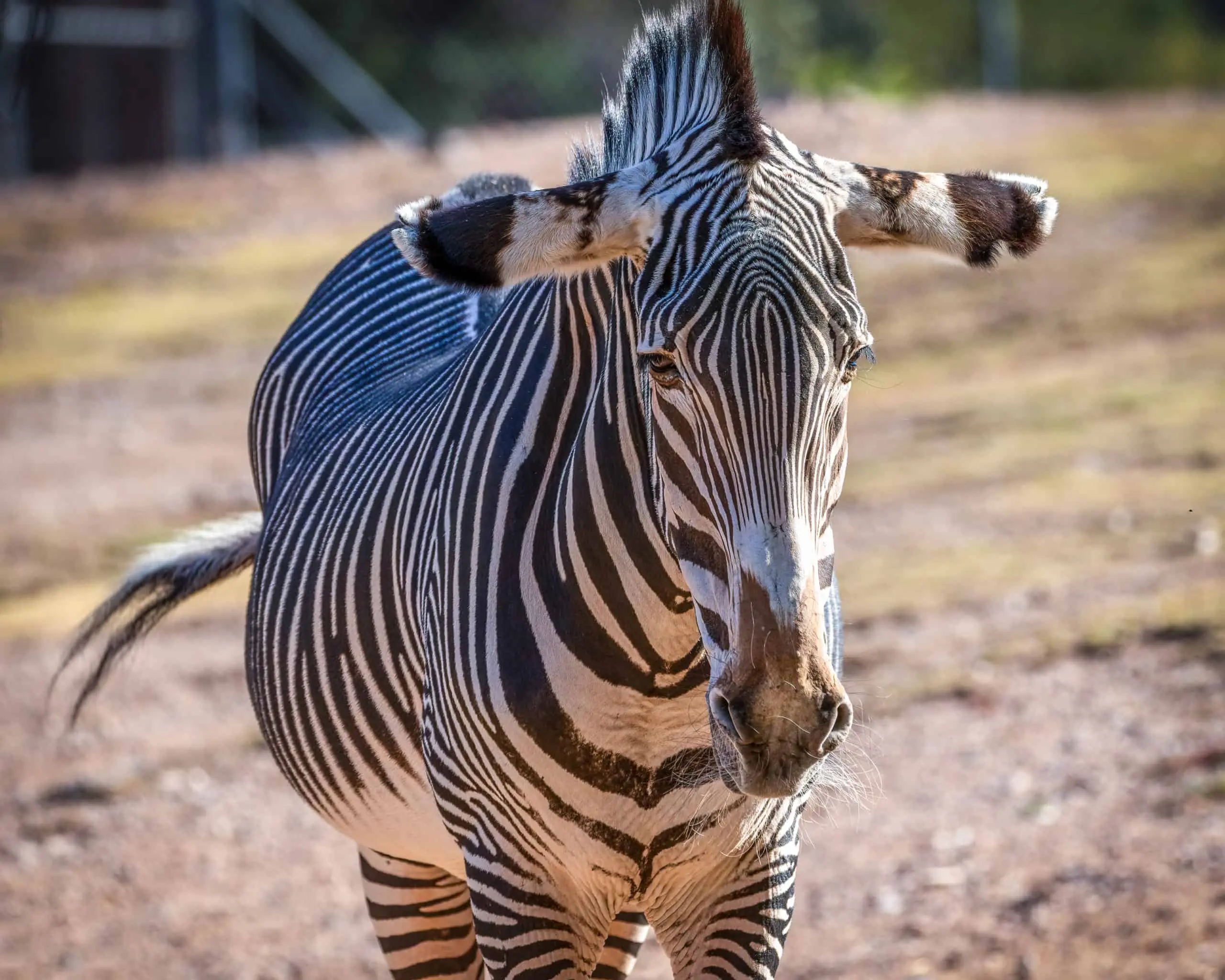 Grevy's Zebra - Phoenix Zoo