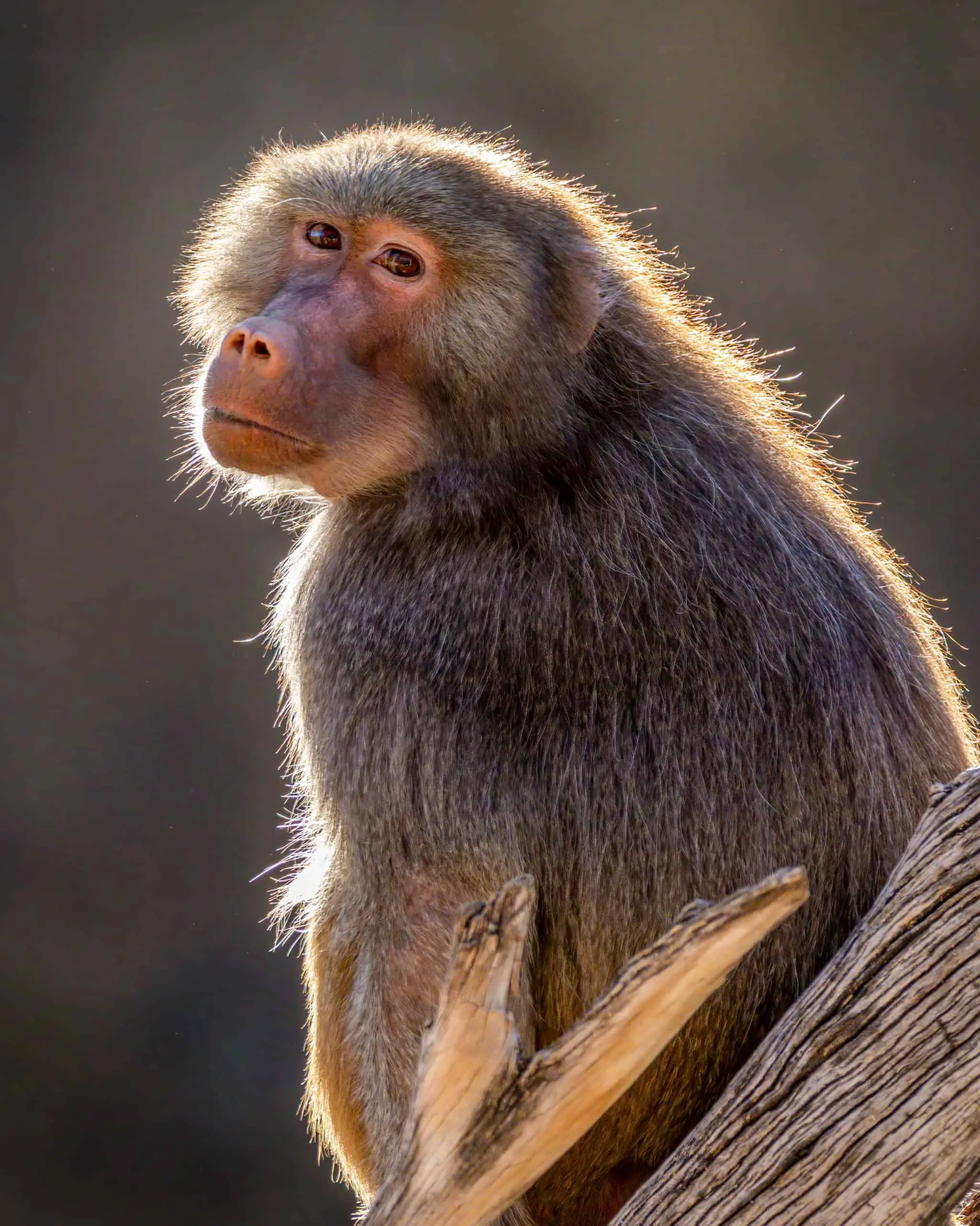 Hamadryas Baboon