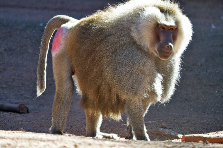 Sacred Baboon