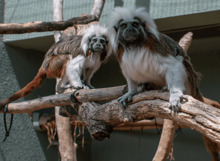 Cotton-top tamarin