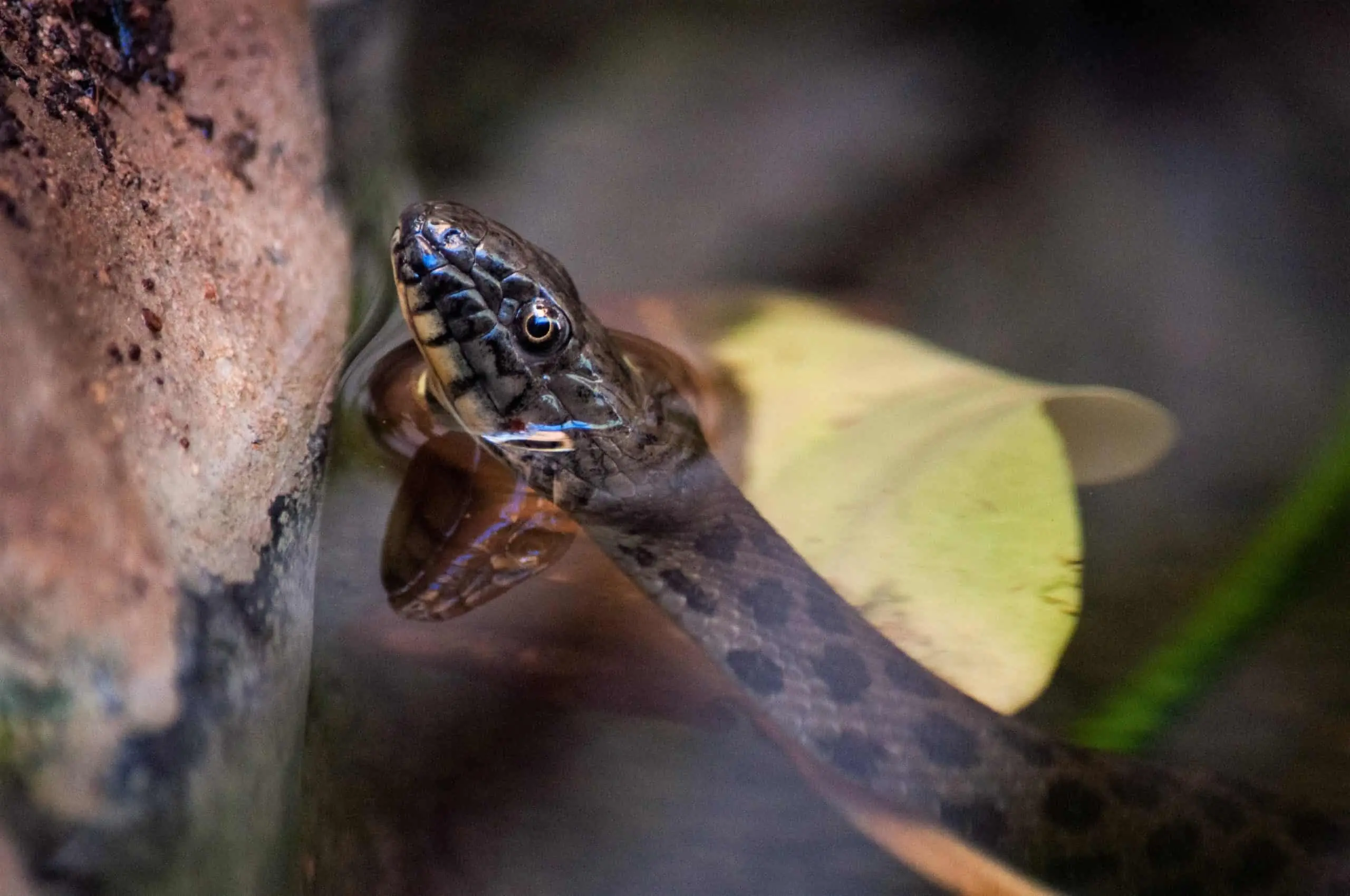 Narrow-headed gartersnakes