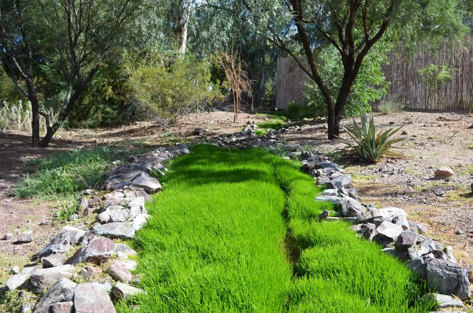 Huachuca Water Umbel Phoenix Zoo