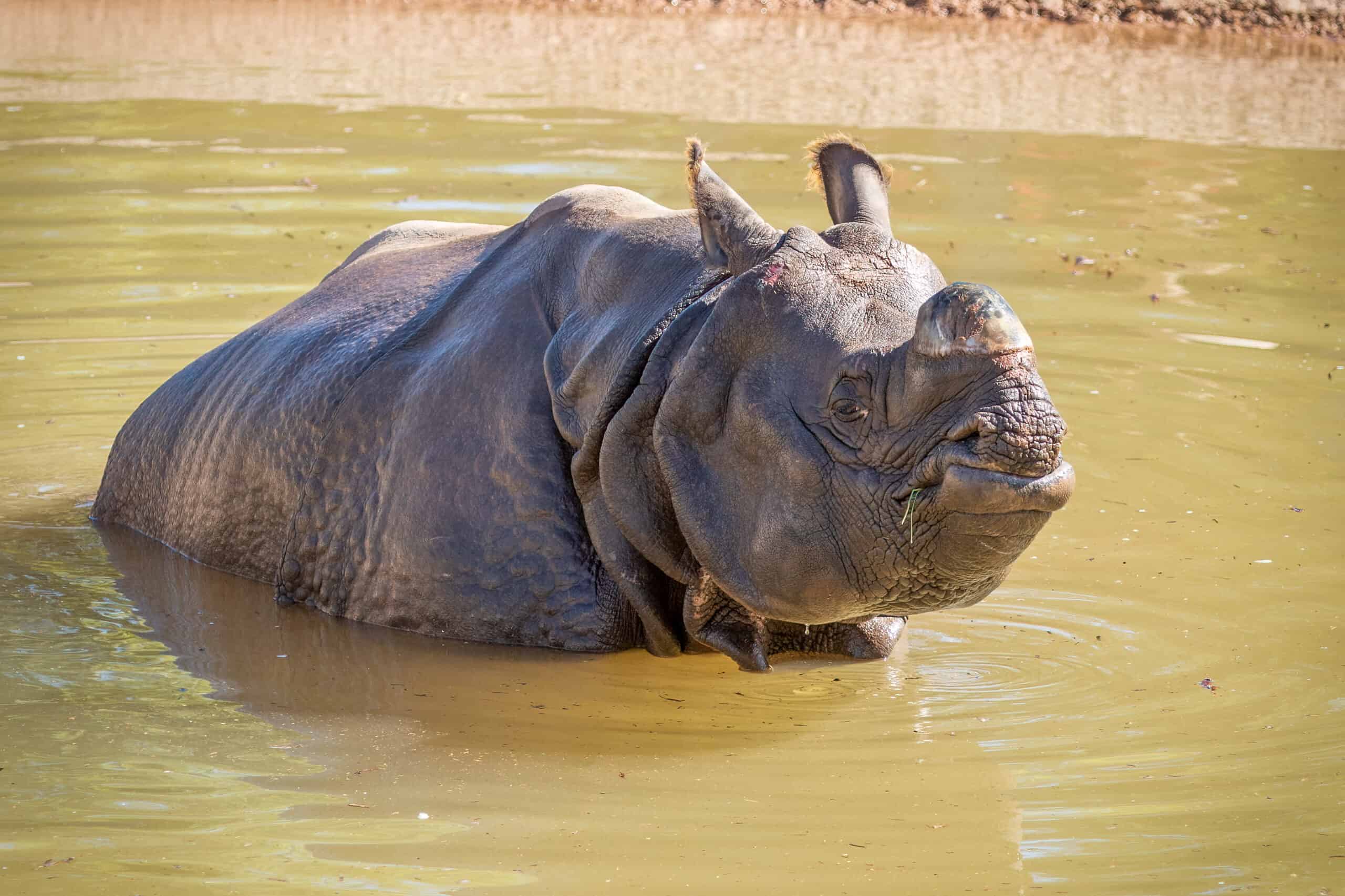 Greater One-horned Rhinoceros - Phoenix Zoo