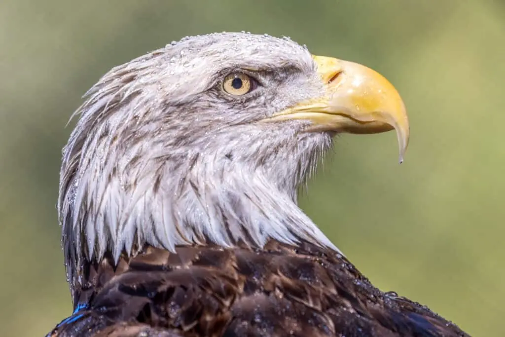 Are There Bald Eagles In Phoenix