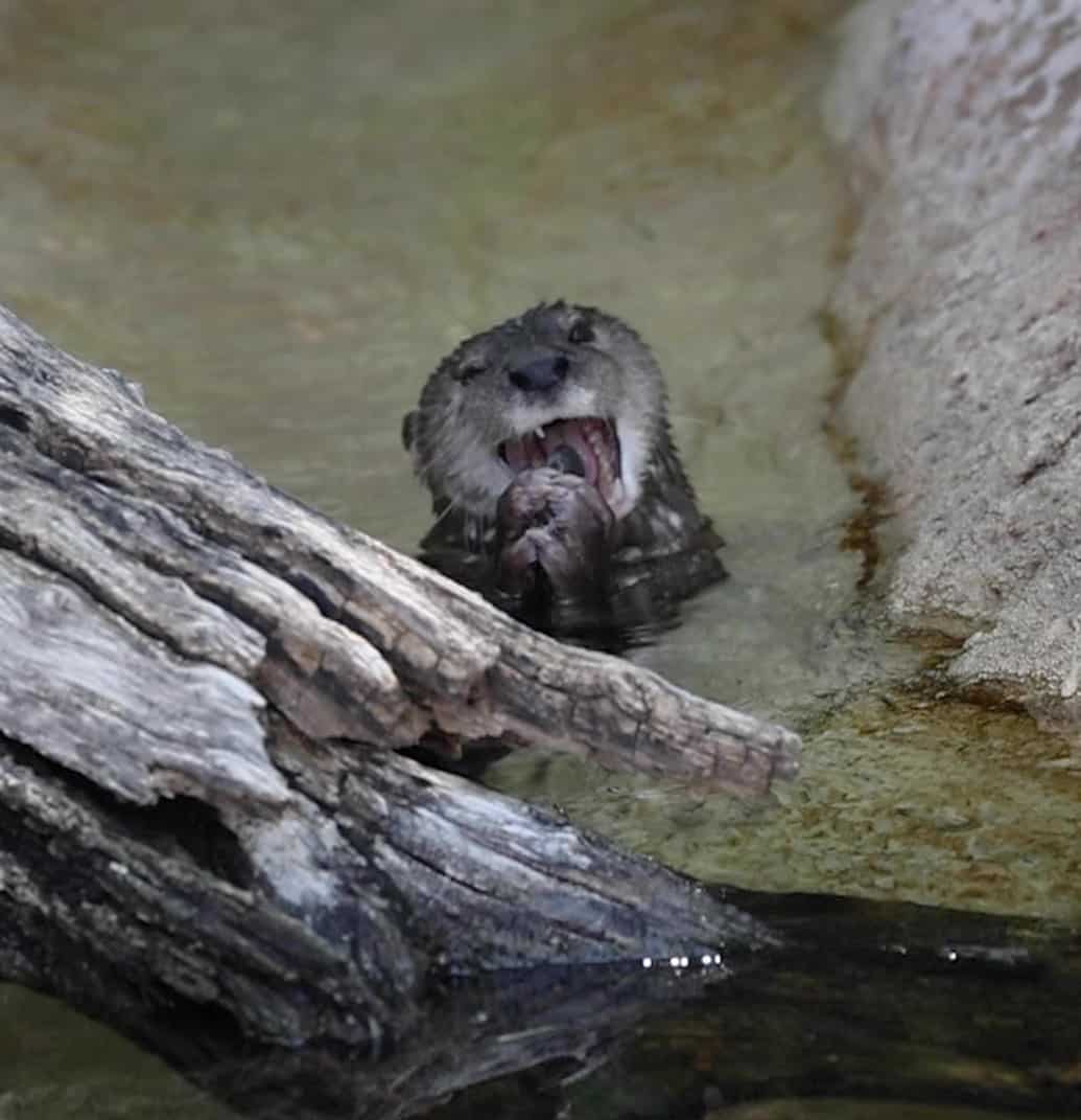 0627 Phx Zoo Heat_Moment Otter