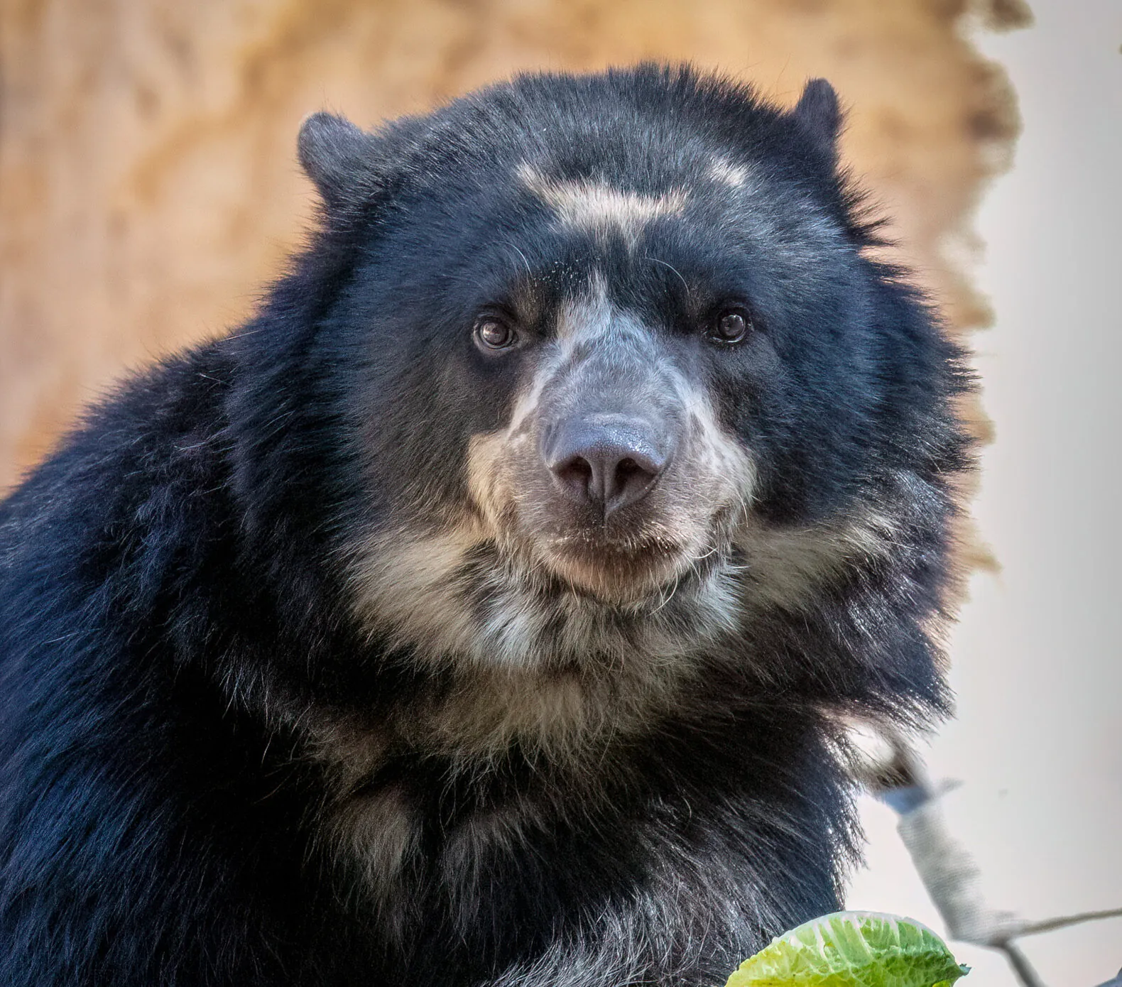 David-Wagner_Phoenix-Zoo_04-MAR-2023_Andean-Bear-Auggie_DSR4801-Edit-Edit