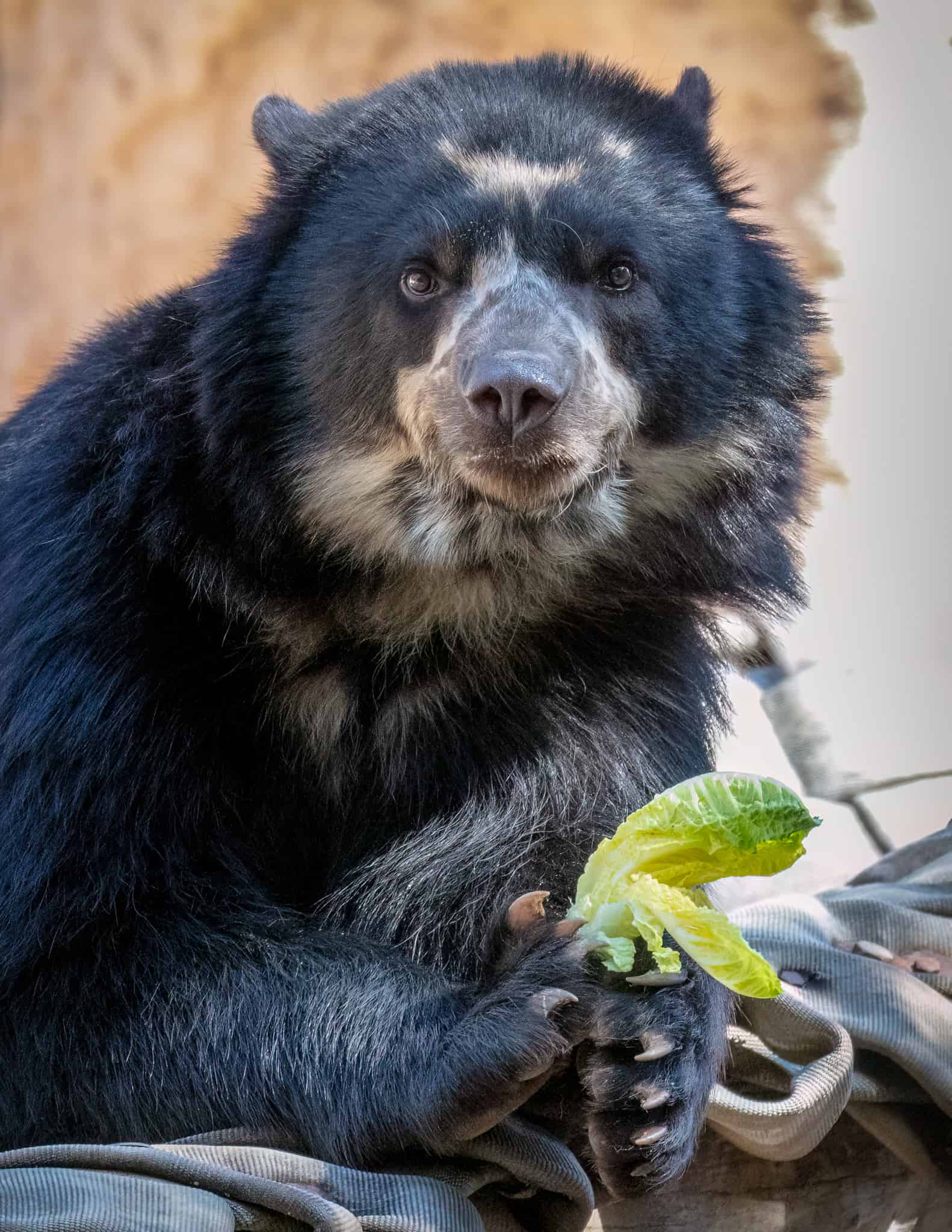 David-Wagner_Phoenix-Zoo_04-MAR-2023_Andean-Bear-Auggie_DSR4801-Edit-Edit