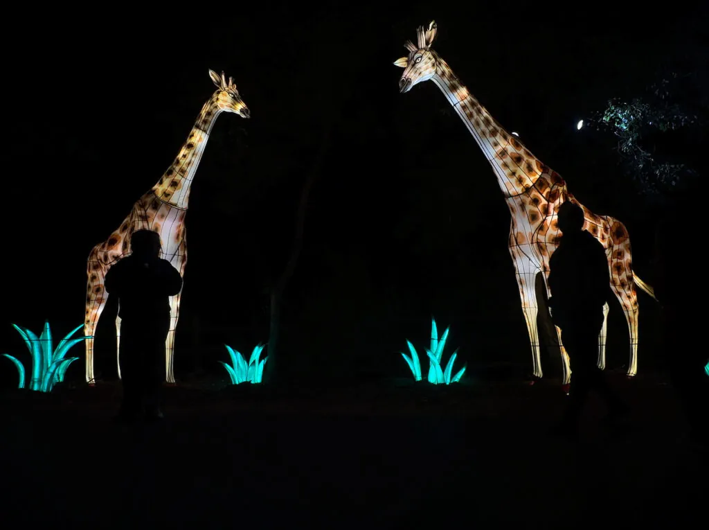 November 10, 2022  — Phoenix Zoo Zoolights