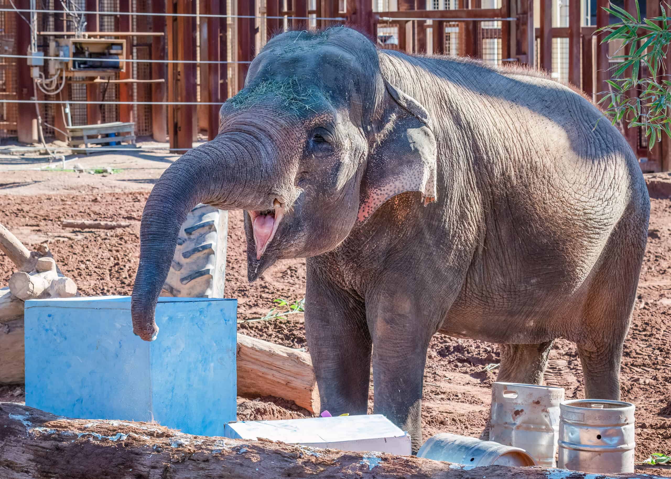 australia zoo behind the scenes tour