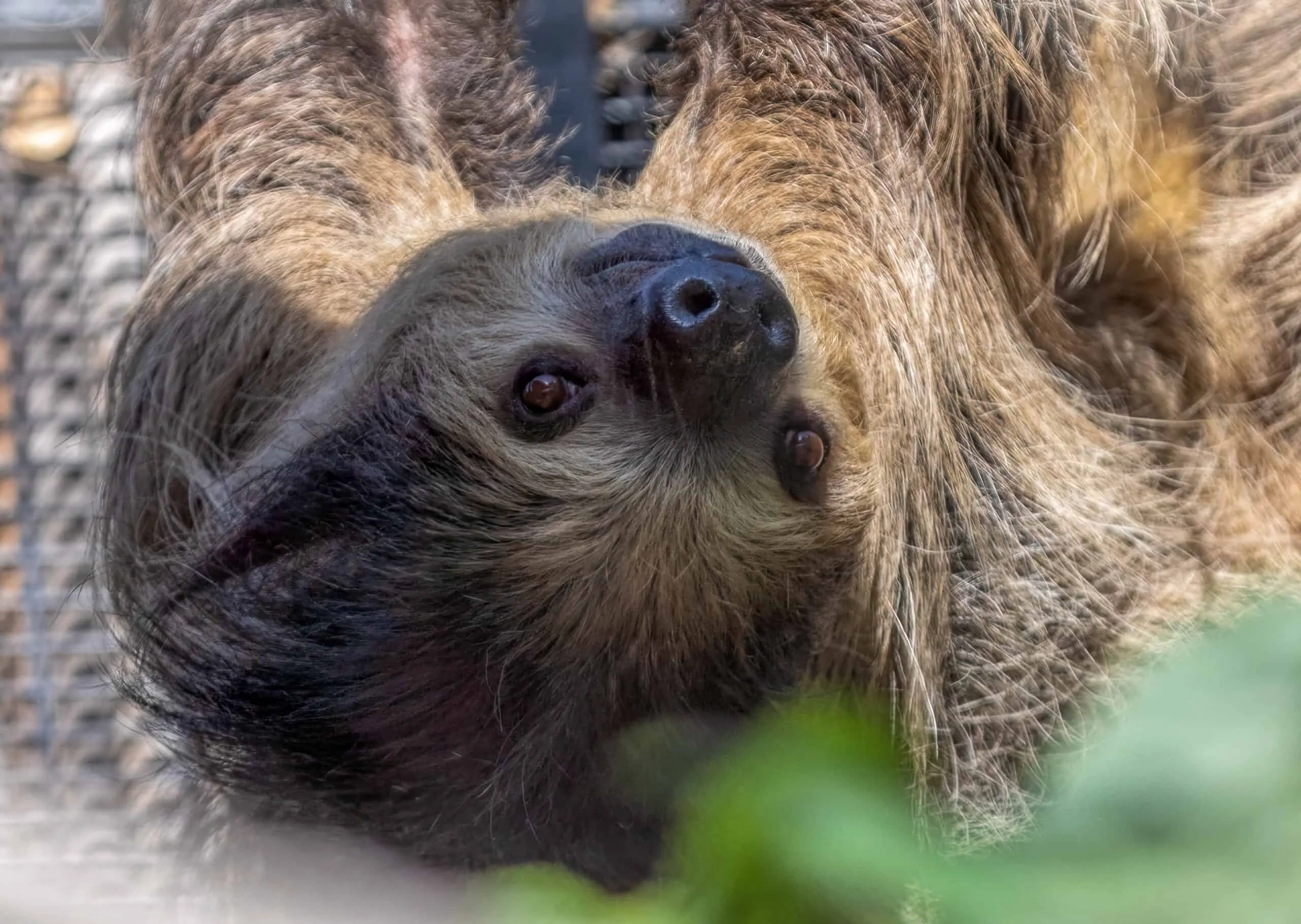 tours at national zoo