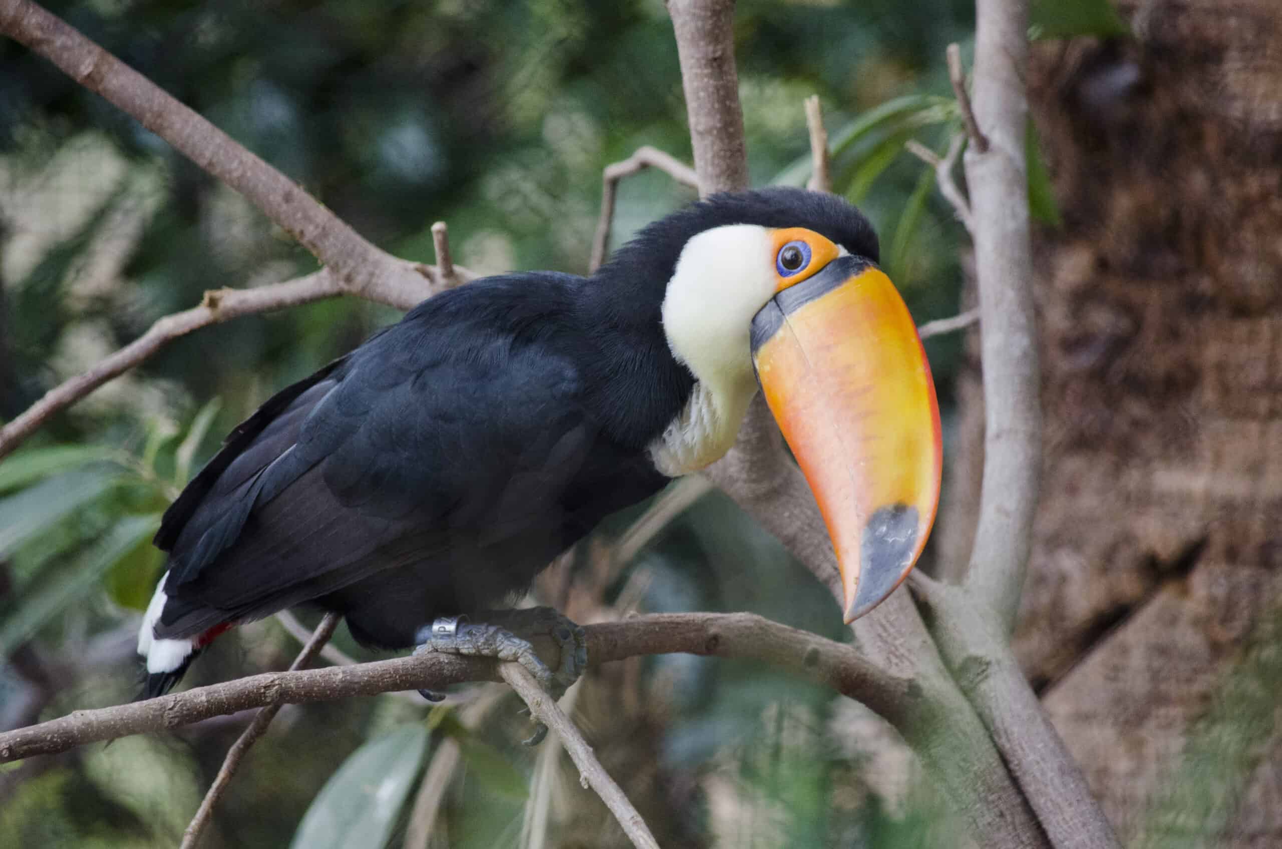 Toucan Toco Toucan Toco