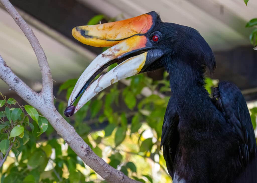 Python Phoenix Zoo The Phoenix Zoo: The Complete Guide – LUGP