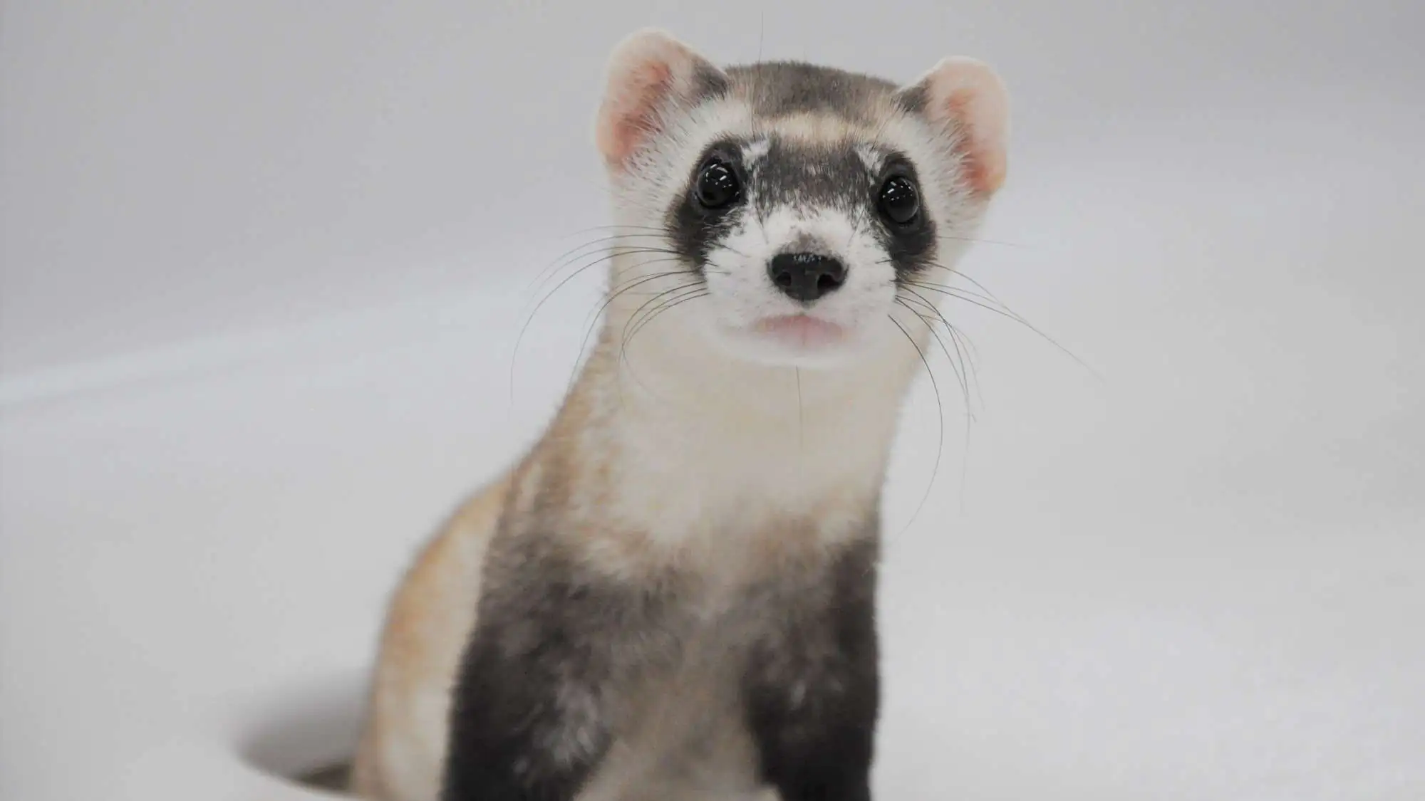 Black-Footed Ferret Conservation | Phoenix Zoo