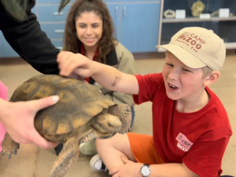 camper touches tortoise