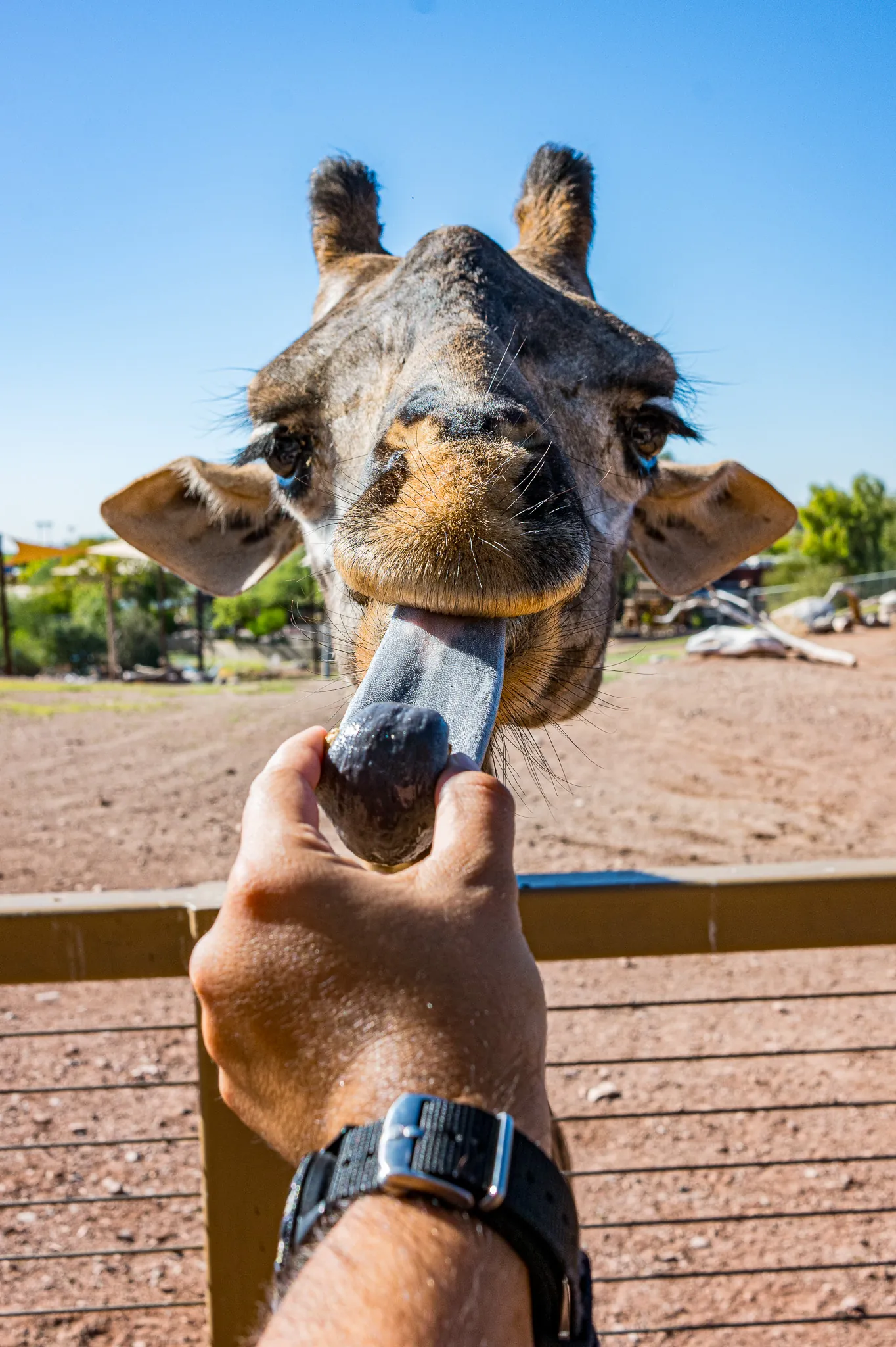 Giraffe Encounter - Phoenix Zoo