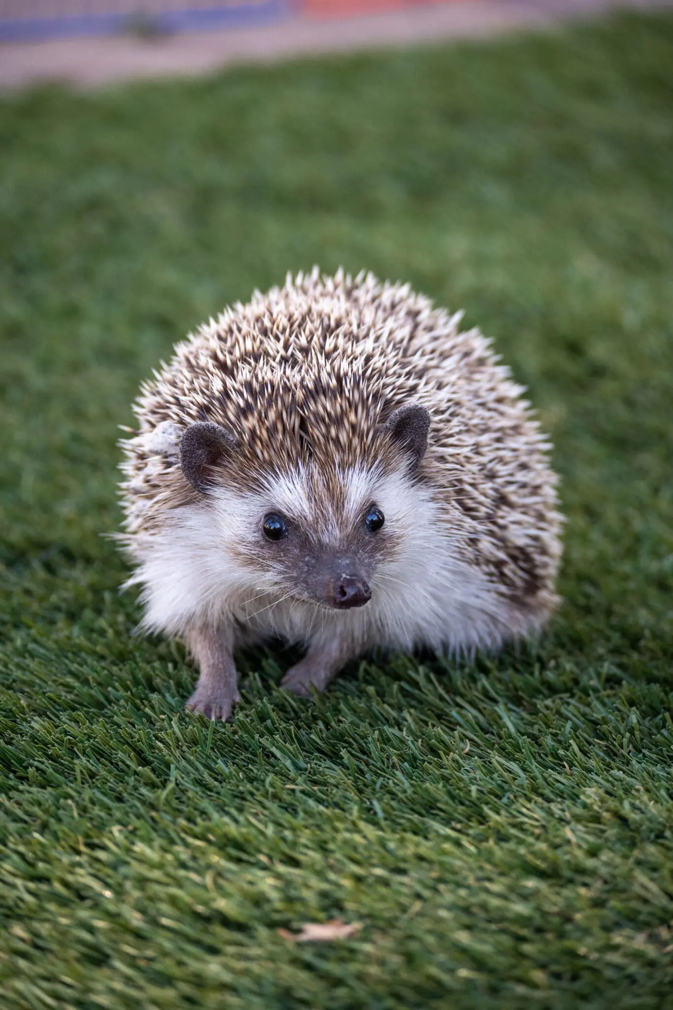 Hedgehog