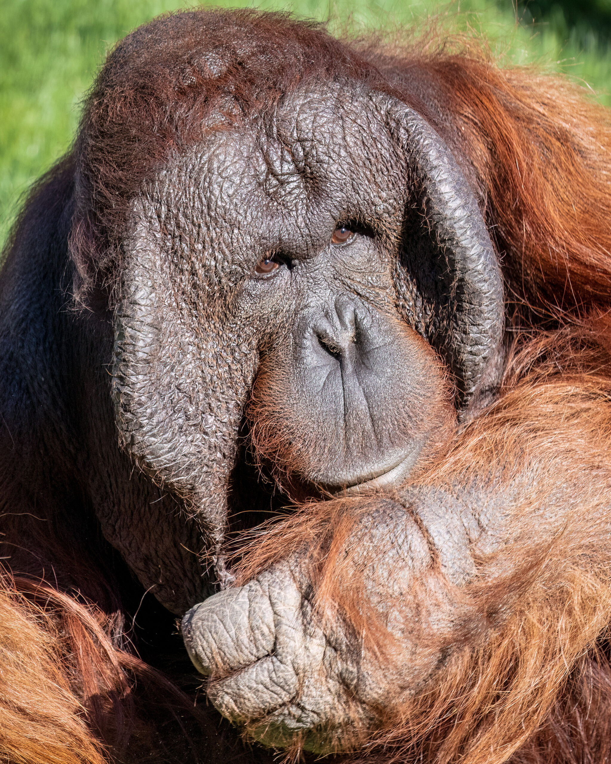 David-Wagner_Phoenix-Zoo_24-MAR-2023_Orangutan-Michael_DS27778-Edit