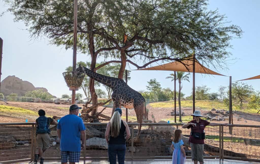 Zoo Volunteer Opportunities | Phoenix Zoo