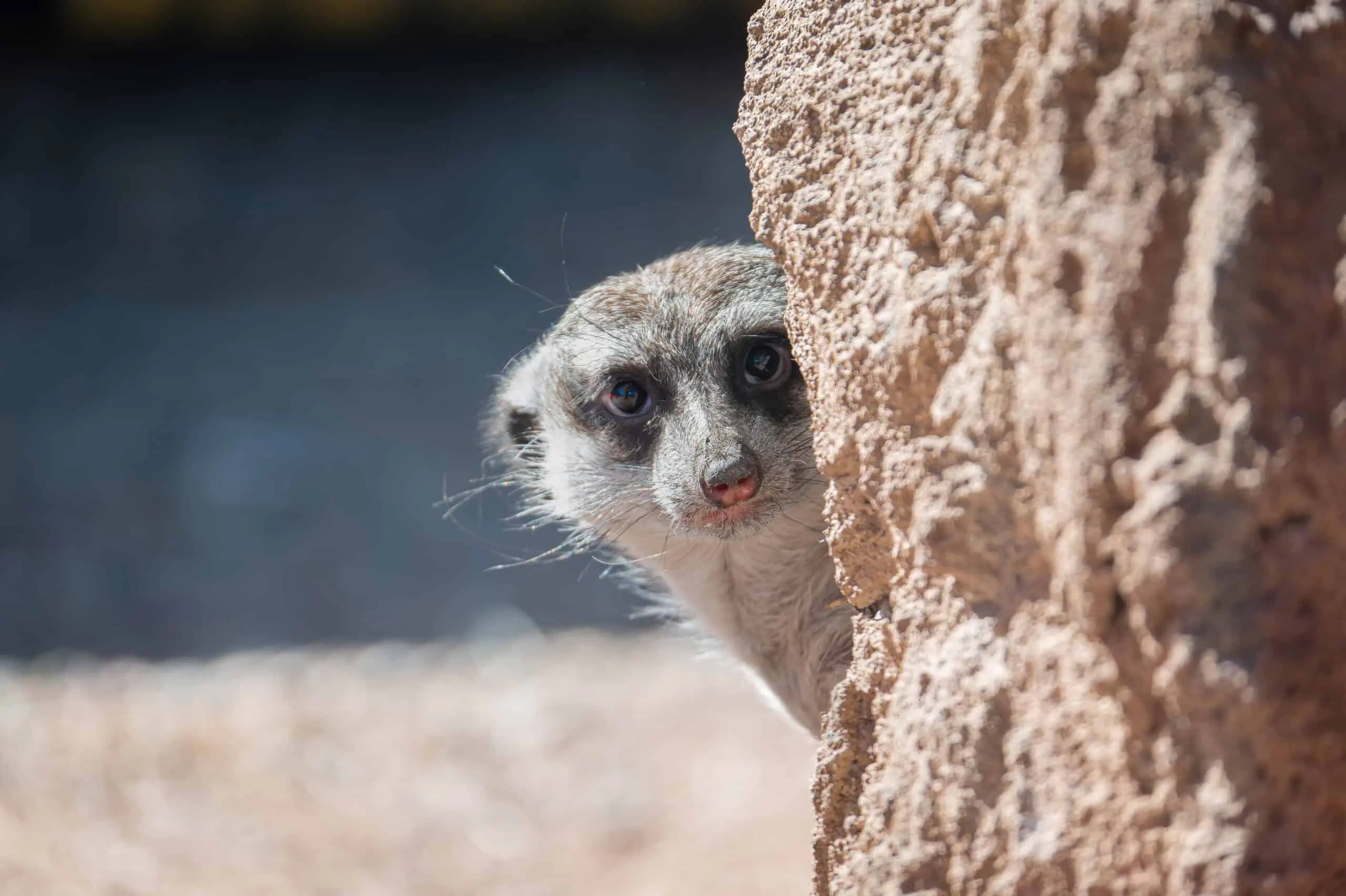 Stroller Safari - Phoenix Zoo