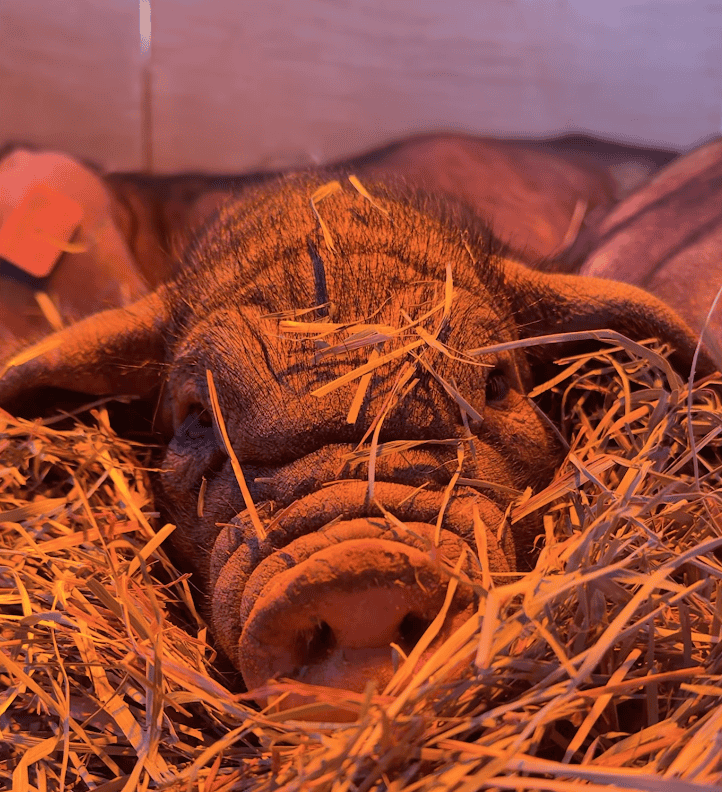 Screenshot 2025-12-28 at 12.55.24 PM