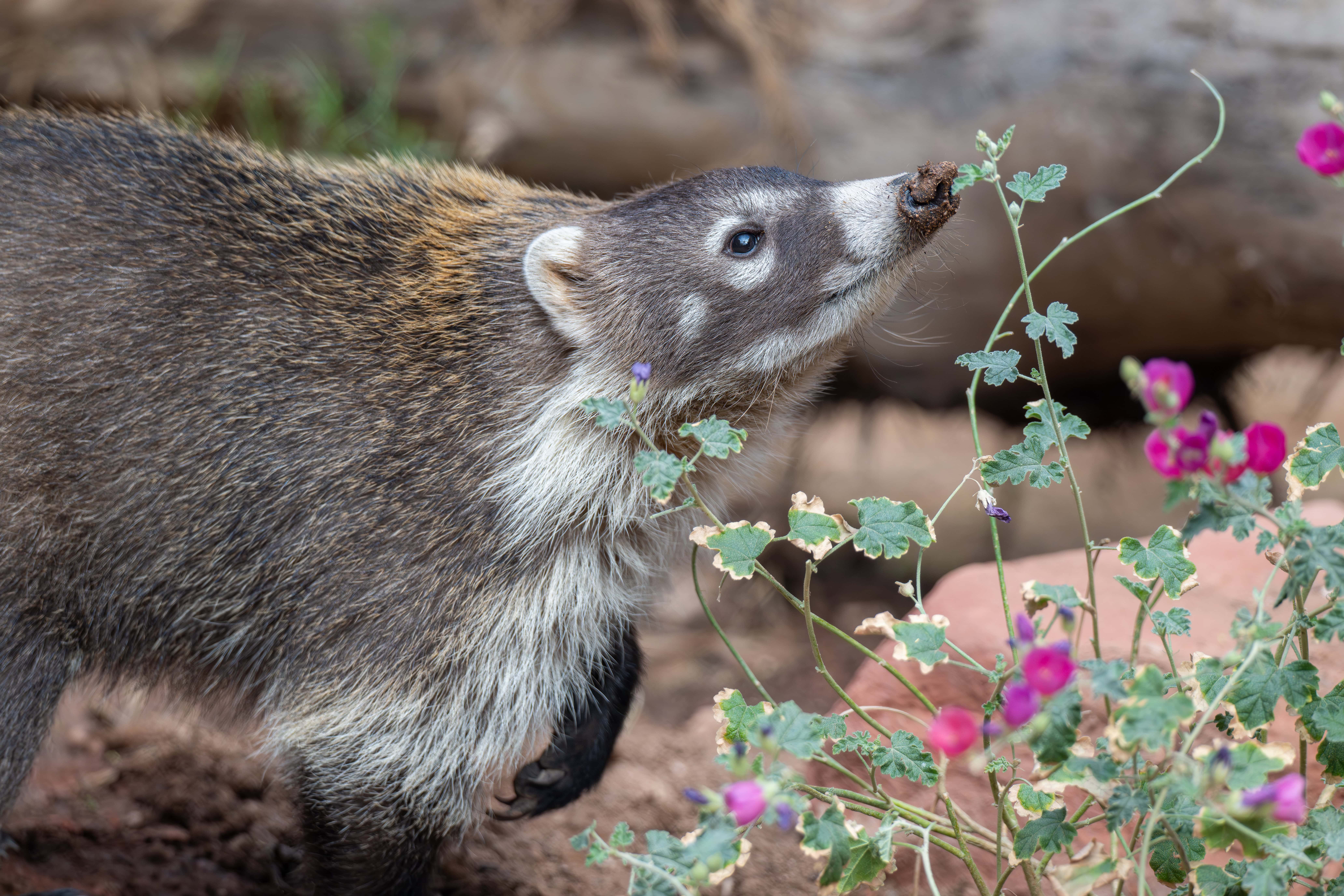 White nosed Coati Phoenix Zoo White nosed Coati Phoenix Zoo