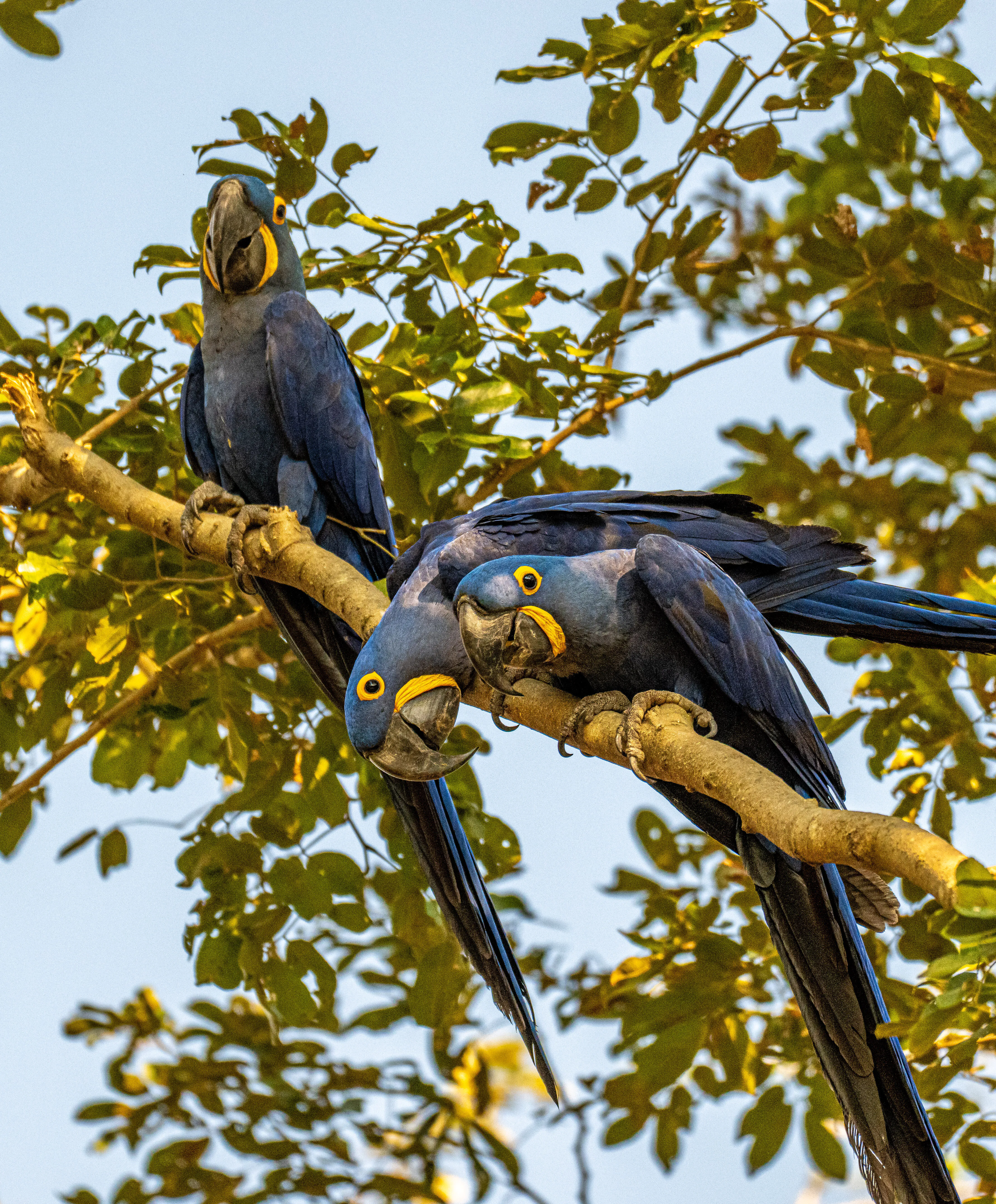 hyacinth macaws