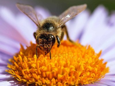 detail of bee or honeybee in Latin Apis Mellifera, european or western honey bee pollinated the yellow violet purple or blue flower