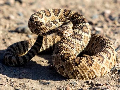 Coiled Rattlesnake Coiled Rattlesnake