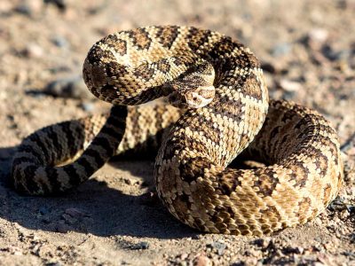 Coiled Rattlesnake