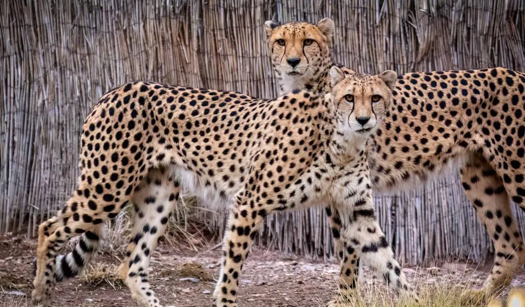 David-Wagner_Phoenix-Zoo_05-JAN-2023_Cheetahs_DS26105-Edit David-Wagner_Phoenix-Zoo_05-JAN-2023_Cheetahs_DS26105-Edit