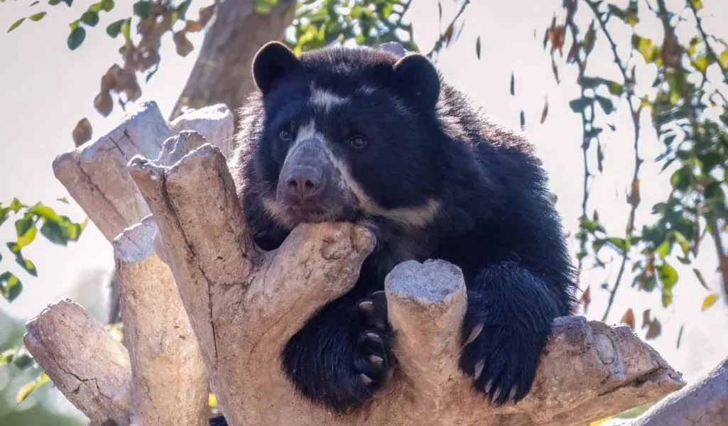 David-Wagner_Phoenix-Zoo_15-FEB-2023_Auggie-Andean-Bear_DSR3212-Edit David-Wagner_Phoenix-Zoo_15-FEB-2023_Auggie-Andean-Bear_DSR3212-Edit
