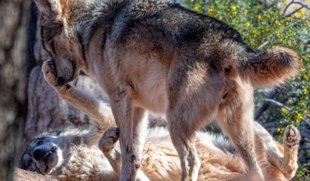 David-Wagner_Phoenix-Zoo_24-MAR-2022_Mexican-Grey-Wolves_DSR6600-Edit-Edit-Edit