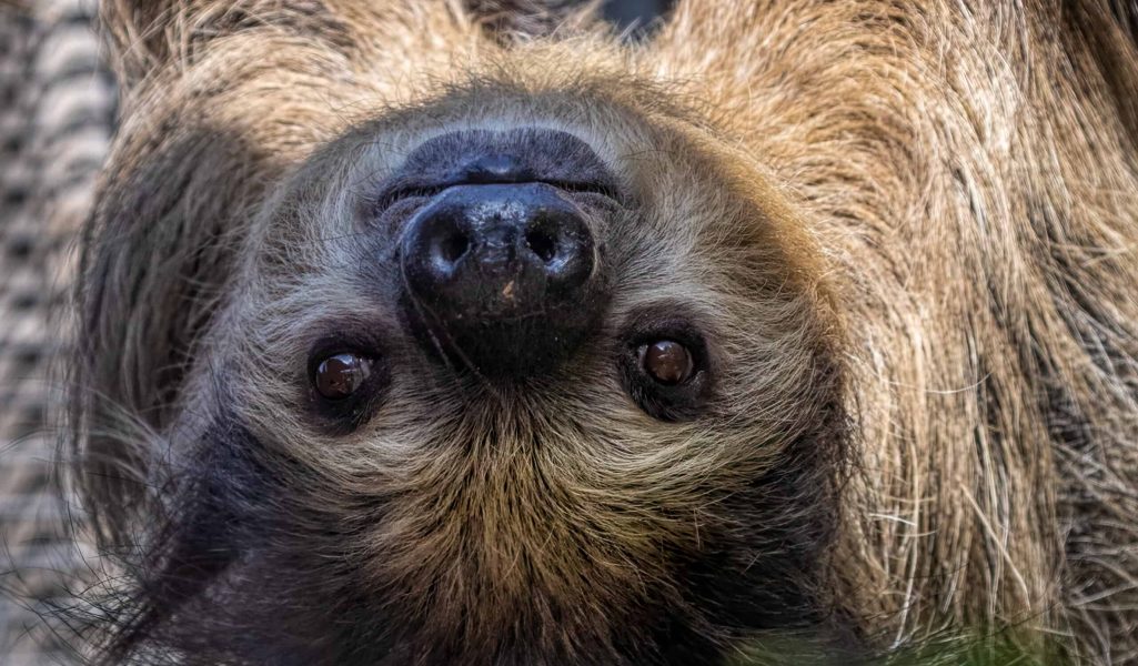 David-Wagner_Phoenix-Zoo_25-APR-2022_Fernando-Sloth_D4_5190-Edit-Edit-Edit-2