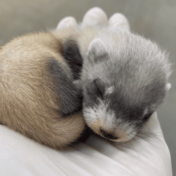 Black-footed ferret kit is curled up and sleeping in the palm of a keeper's hand.