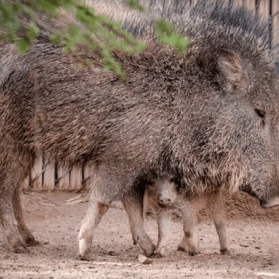 Peccary Baby Baby Peccary