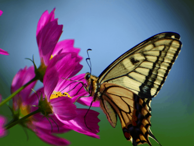 Butterfly