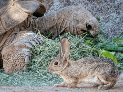 Rabbit